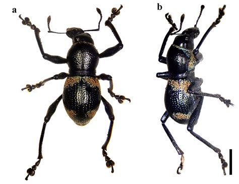 CMU researchers discover two new species (beetle and .
